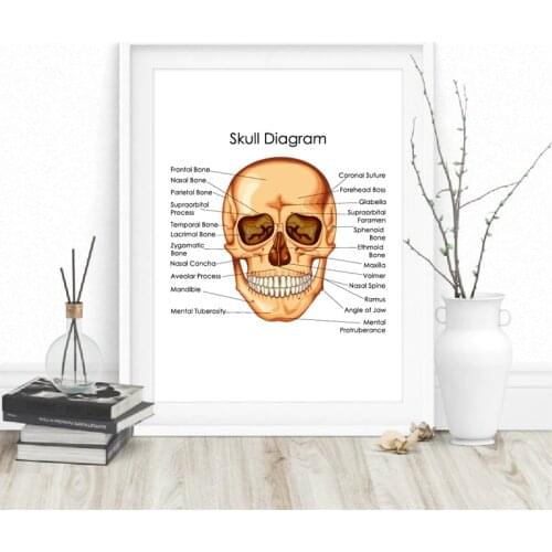 Human Anatomy Skull Diagram Poster Doctor Office Wall Art Decor Canvas Prints Medical Education Chart of Biology Art Painting