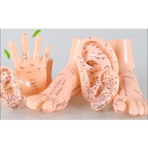 17cm Foot acupuncture model set foot acupuncture needle acupoint model foot acupuncture point model 2 pieces