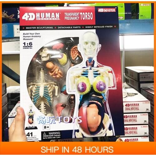 Transparent Human Body Model Detachable DIY Toy Educational Equipment With Manual 4D MASTER Pregnant female 41 PCS