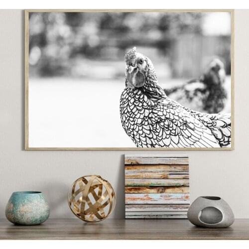 Rooster Black White Photography Poster Canvas Painting Funny Peekaboo Chicken Prints Farmhouse Country Wall Art Pictures Decor