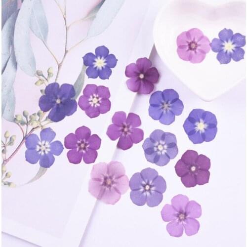 60pcs Purple/Blue Pressed Dried Phlox Drummondii Flower Plant Herbarium For Jewelry Bookmark Phone Case Invitation Card Craft
