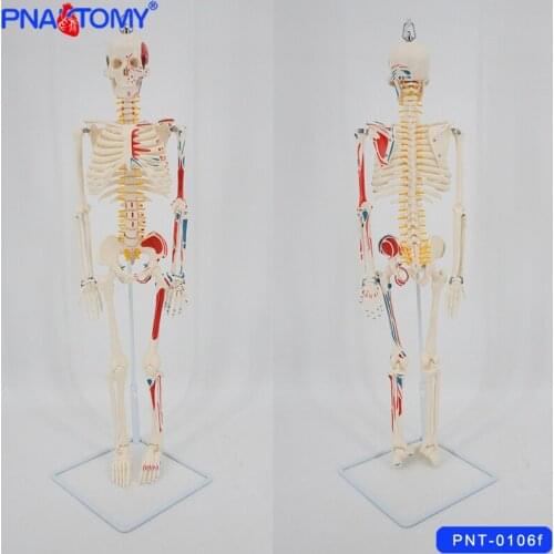 85CM Skeleton model flexible spine arms and legs spinal nerves muscles painted with base medical teaching tool PNATOMY skull