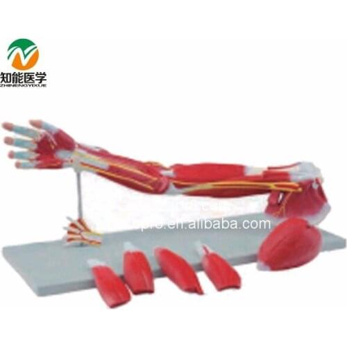 Upper Limbs Anatomical Model Muscle Anatomy Model BIX-A1033 G092