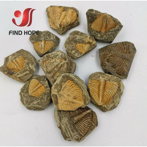 Natural Trilobite Tail Fossil Brachiopod Coral & Conchostraca Trilobites Insect Tail Collection Teaching Fossil Home Decoration