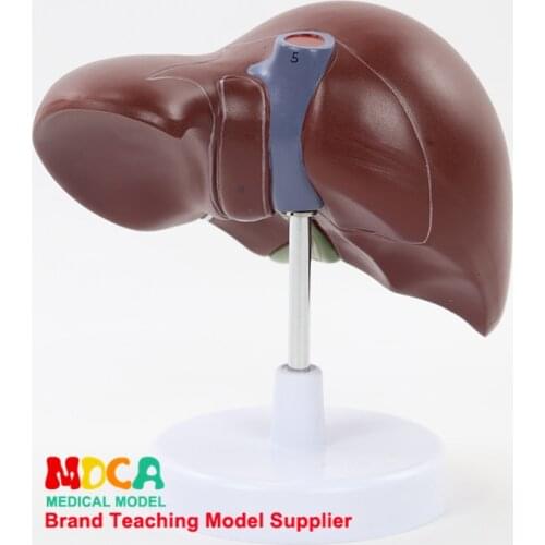 1:1 Anatomical Display of Human Organs of Liver Digestive System in Life Size MGZ001