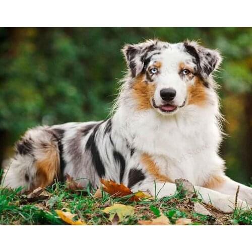 5D Australian Shepherd Diamond Painting Animal First Dog Diy Diamond Embroidery Square Round Diamond Sticker