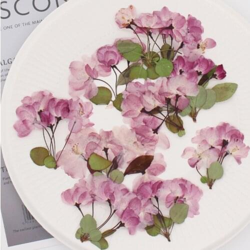 Natural Flower Pressing Begonia Stem Cell Eternal Cherry Blossom Wedding DIY Invitation Photo Frame Bookmark Page Gift Card