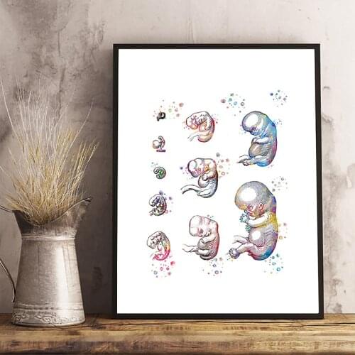 Pregnancy Womb color Gynecology 5d DIY Diamond Painting Full Drills Anatomy Midwife Baby Gift Doctor Office Decor E1062