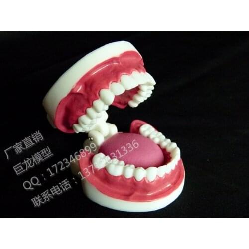 Tooth model Oral dental model ml full mouth dental model teeth model