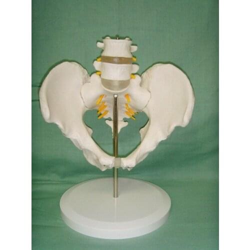 1:1 Medical Anatomy Life-Size Pelvic Skeleton Model with 2pcs Lumbar Vertebrae Male Pelvic Model Medical Humans Skeleton Models