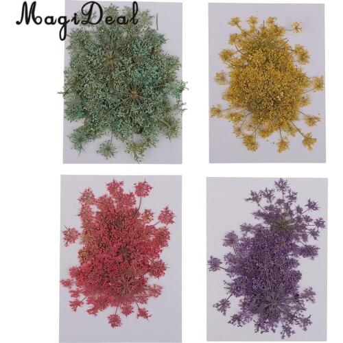 24 Pieces 4 Colors Natural Pressed Dried Flower Carrot Flower for DIY Phone Case Decoration Handmade Specimen Craft