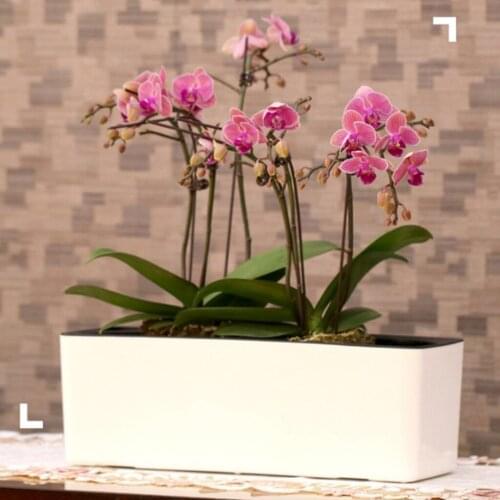 39cm Self Watering Planter Indoor OutdoorHome Garden Modern Decorative Planter Pot forViolets, Pack of 2