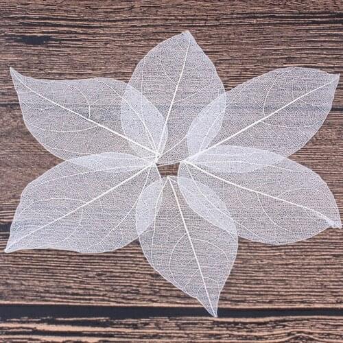 20pcs/bag Vajra leaves veins Dried flowers Real flower Pressed embossing material DIY Hand-made glue diy Dried flower phone case