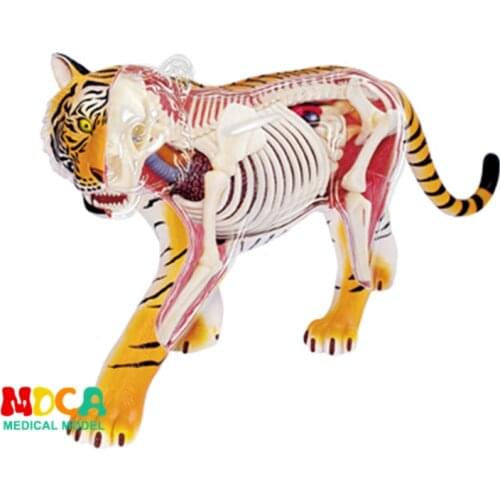 Tiger 4d master puzzle Assembling toy Animal Biology organ anatomical model medical teaching model