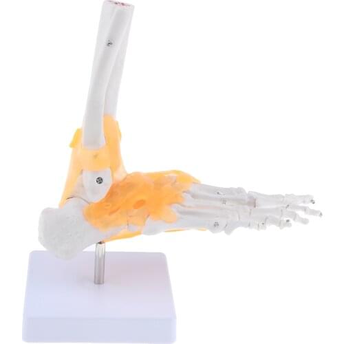 1:1 Lifesize Foot Ankle Bone Joint Model With Ligament&Base