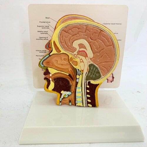 Median sagittal section model face model head anatomical model brain anatomical structure brain model