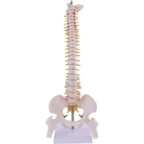 45cm Vertebral Column Human Spine Anatomy Model Skeleton Medical Science Teaching Resources Dropshipping