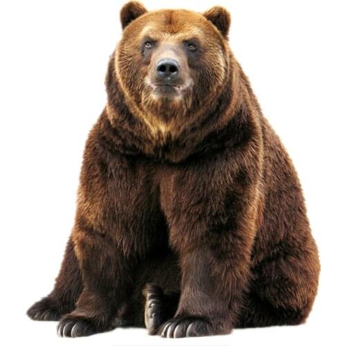 Dawasaru Brown Bear Car Sticker Waterproof Personalized Decal Laptop Suitcase Truck Motorcycle Auto Accessories PVC,17cm*15cm