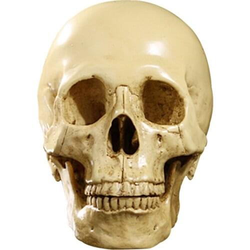 1:1 Scale Resin Human Skull Model School Teaching Skeleton Home Bar Collection Sculptures - Yellow