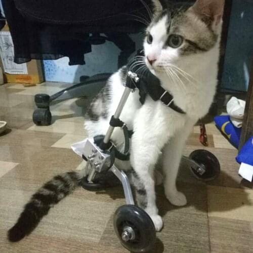 RU/UK 2-Wheel Handicapped Paralyzed Pet Wheelchair / Paralysis Dog Scooter / Disabled Cat /Dog Rehabilitation Wheelchchair S/M/L