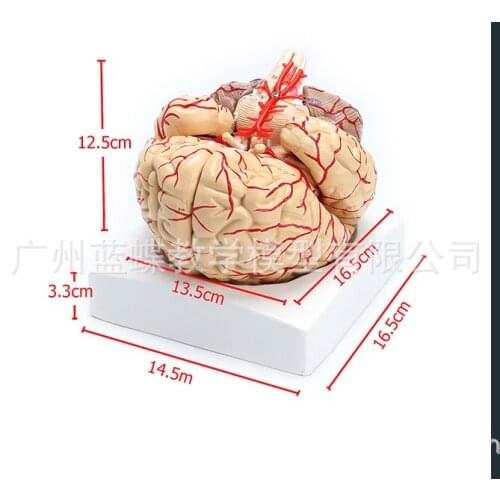 8 Parts Human Brain Anatomy Model Cerebral Hemispheres Diencephalon Cerebellum Brainstem Midbrain Pons Medulla Oblongata