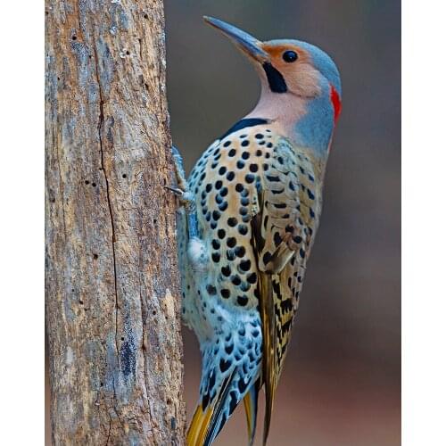 "Woodpecker" picture DIY digital painting by number painting Christmas birthday unique gift