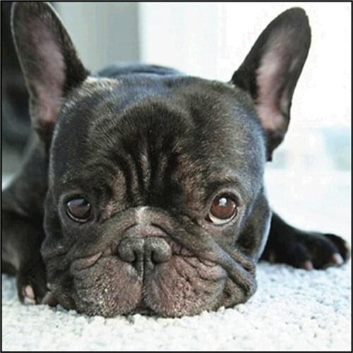 Diy Needlework Cross-Stitch Embroidery Set Puppy Picture 45x45cm Precision Printing Full Cross Stitch