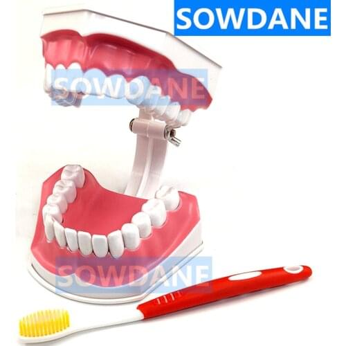 Teeth model brush teaching models Removable Lower Teeth,Dental Adult standard oral model early Educational for kids,tooth models