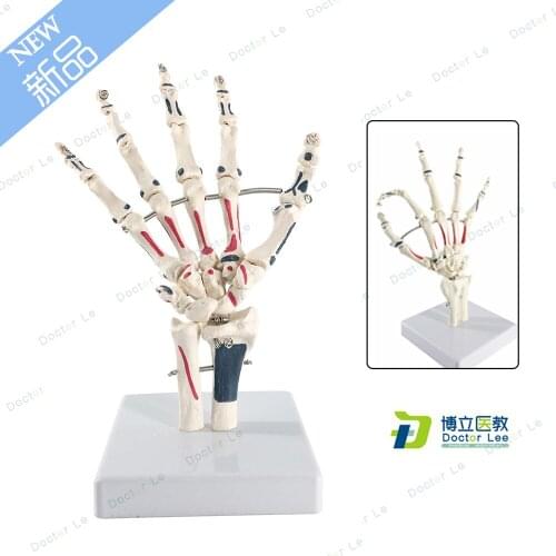 Life Size Human Hand Anatomy Skeleton Model with Ulna and Radius Hand Painting show Muscle and Blood Vessel
