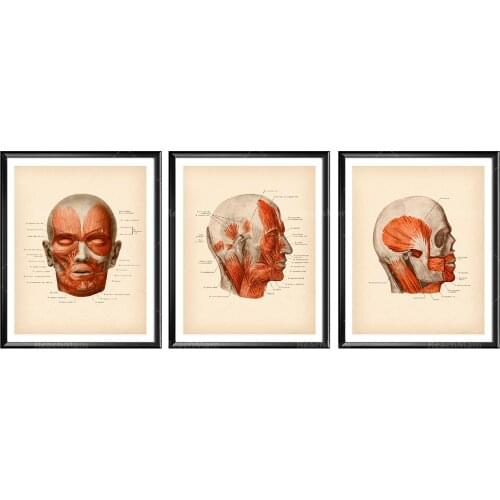 Facial Muscles Poster Anatomical Face Print Human Anatomy Art Medical Decor Botox Art Esthetician Gift Surgeon Gift Clinic Decor