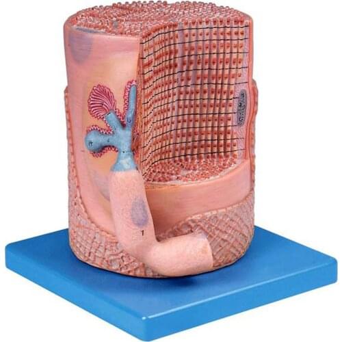 Skeletal Muscle Fibers and Motor End-Plate Model 3D Medical Educational Anatomy Teaching