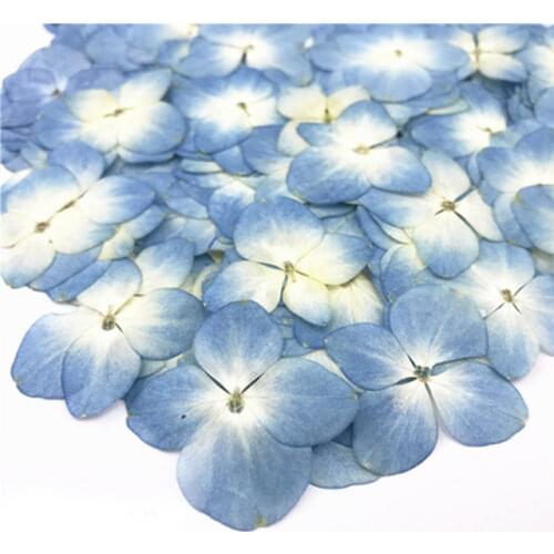Orignal Dried Hydrangea Pressed Flower Gifts For Decor Jewelry Bracelet Material Free Shipment 100pcs