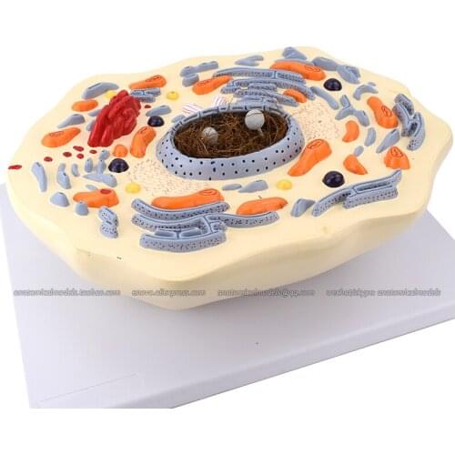CMAM/12719 Animal Cell Enlargement Model, Medical Anatomical Animal Model