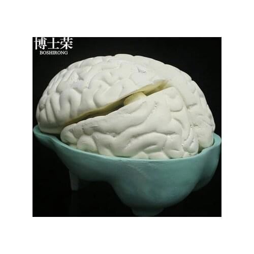 Biological equipment teaching aids Brain dissection model natural size Medical assembly of brain structure