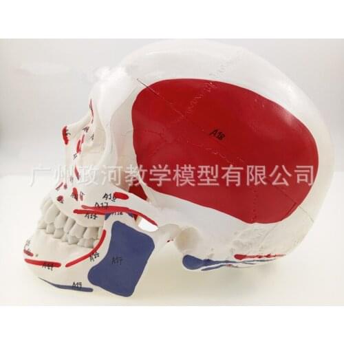 1:1 Life Size Human Coloring Skull Specimen Muscle Starting and Ending Point Medical Art Model Anatomy Model