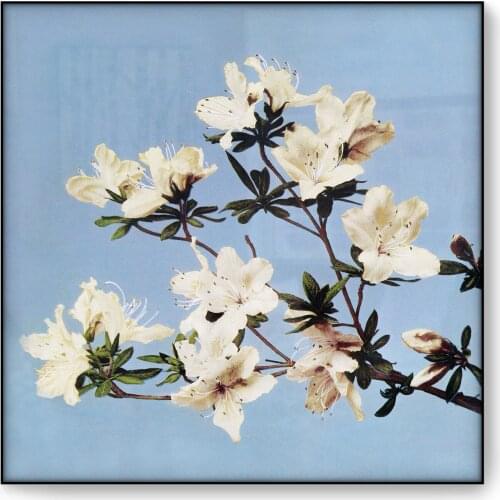 Vintage Poster Orchid Azalea Flower Ogawa Kazumasa Japanese Wall Art Oriental Botanical Canvas Painting Print Picture Decoration