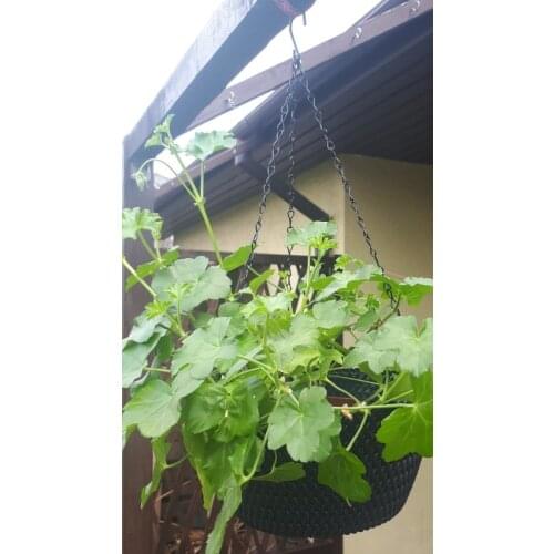 3 Point Garden Basket Iron Hanging Chains Flower Planter Pots Holder Replacement L5YE