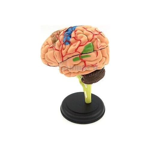 9x9x9cm Human Brain Anatomical Model Need Assemble Imagination Culture Medical Science Teaching