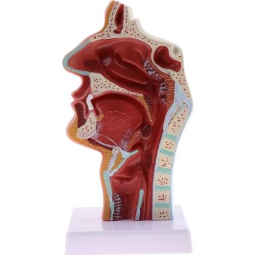 Human Body Anatomy Model - 1:1 Human Anatomical Nasal Cavity Throat Pathological Model, School Educational Model