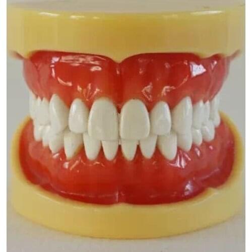 Removable standard tooth model 28pcs Teeth Hard Gum Wax fixed Without Articulator
