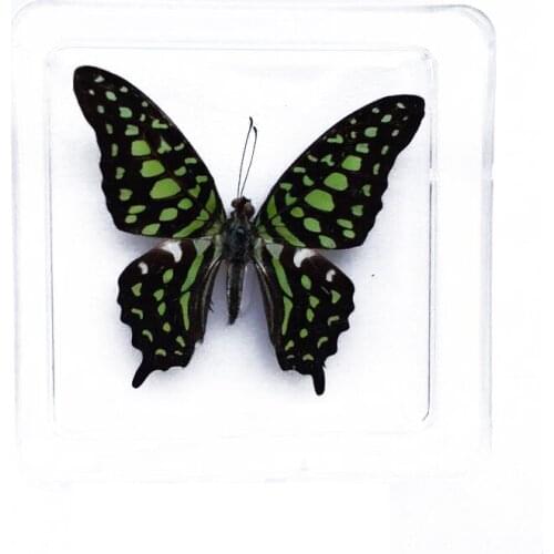 Natural Unmounted Rhopalocera / Le Papillon / Butterfly Specimen Artwork Material Decor