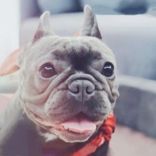 Fashion Pet Dog Spring Summer Dress Skirt Hair Band Set Clothes For Small Medium Dogs Puppy Yorkie Pug French Bulldog YKC16