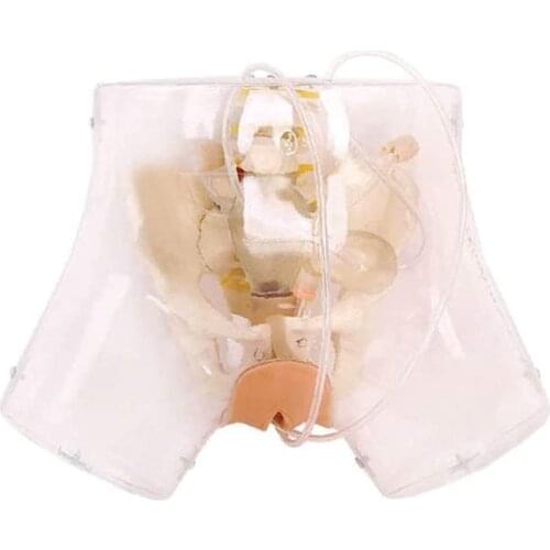 Curettage Training Simulator Transparent Female Urethral Catheterization Curettage Model for Gynecology Medical Training