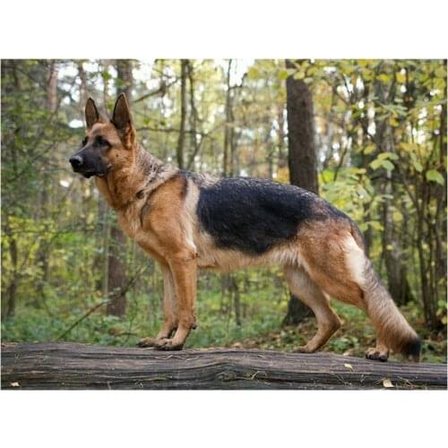 21 style 5d diamond painting German Shepherd forest animal pattern full square drill diamond embroidery kit mosaic sticker