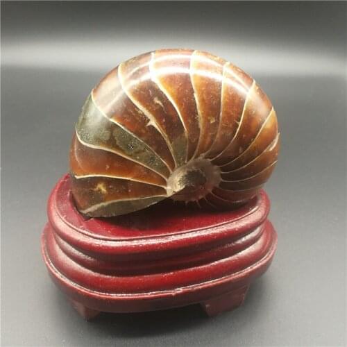 Natural Ammonite Fossil Stone Hot Sale Conch Fossil Specimen Beautiful Ammonite Fossil For Sale LA2036