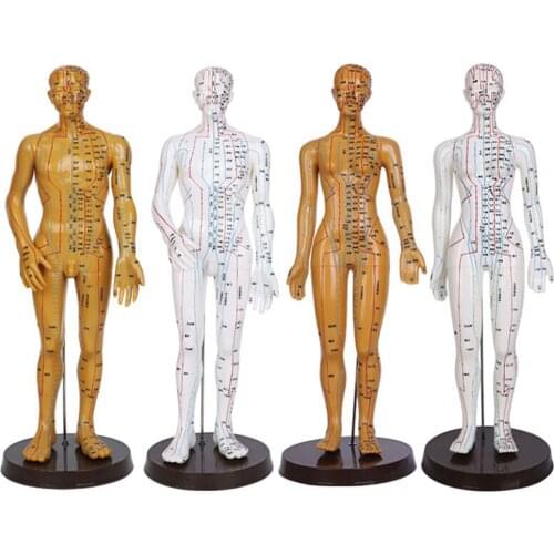 Female Male Acupuncture Model 52cm with Chinese Points & Base PVC Human Body Acupuncture Model Acupuncture Point Model DIY