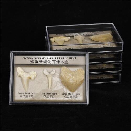 Fashion Natural fossil paleontology shark tooth specimen student science teaching material childrens gift 1box