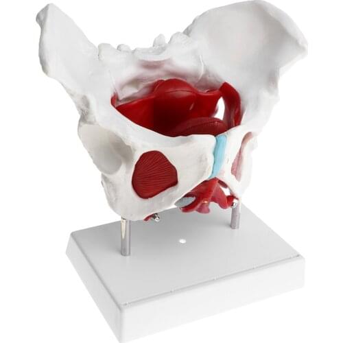 Female Pelvis Model with Ligaments Muscles and Organs | Pelvis Skeleton Model | Human Anatomical Models