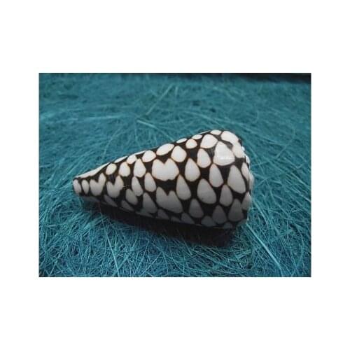 6-8cm Snake skin conch natural conch shell collection crafts fish tank aquarium decoration natural artwork