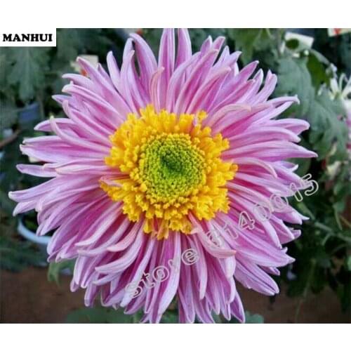 Diamond Embroidery Flowers 3D DIY Diamond Painting chrysanthemum Home Decor Pictures Of Rhinestones Painting Rhinestones BEC035
